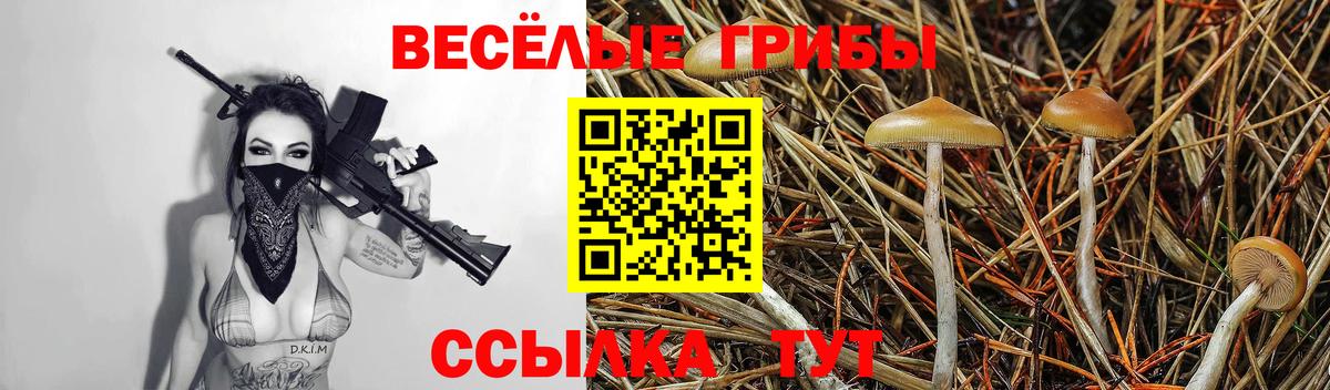 Псилоцибиновые грибы Psilocybine cubensis Карачаевск